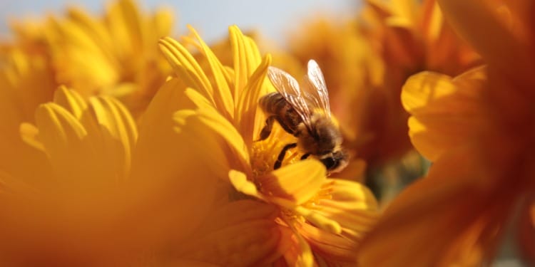 Why We Must Protect Bees: The Planet Depends On Pollinators
