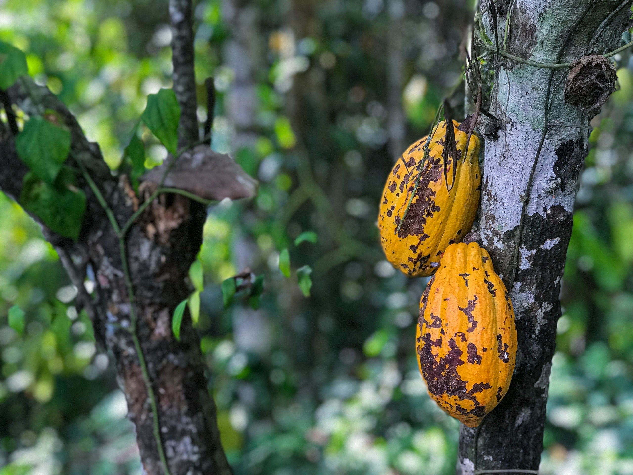 Cacao