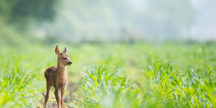 Sustainable Development: Bringing Animals Back Into the Fold