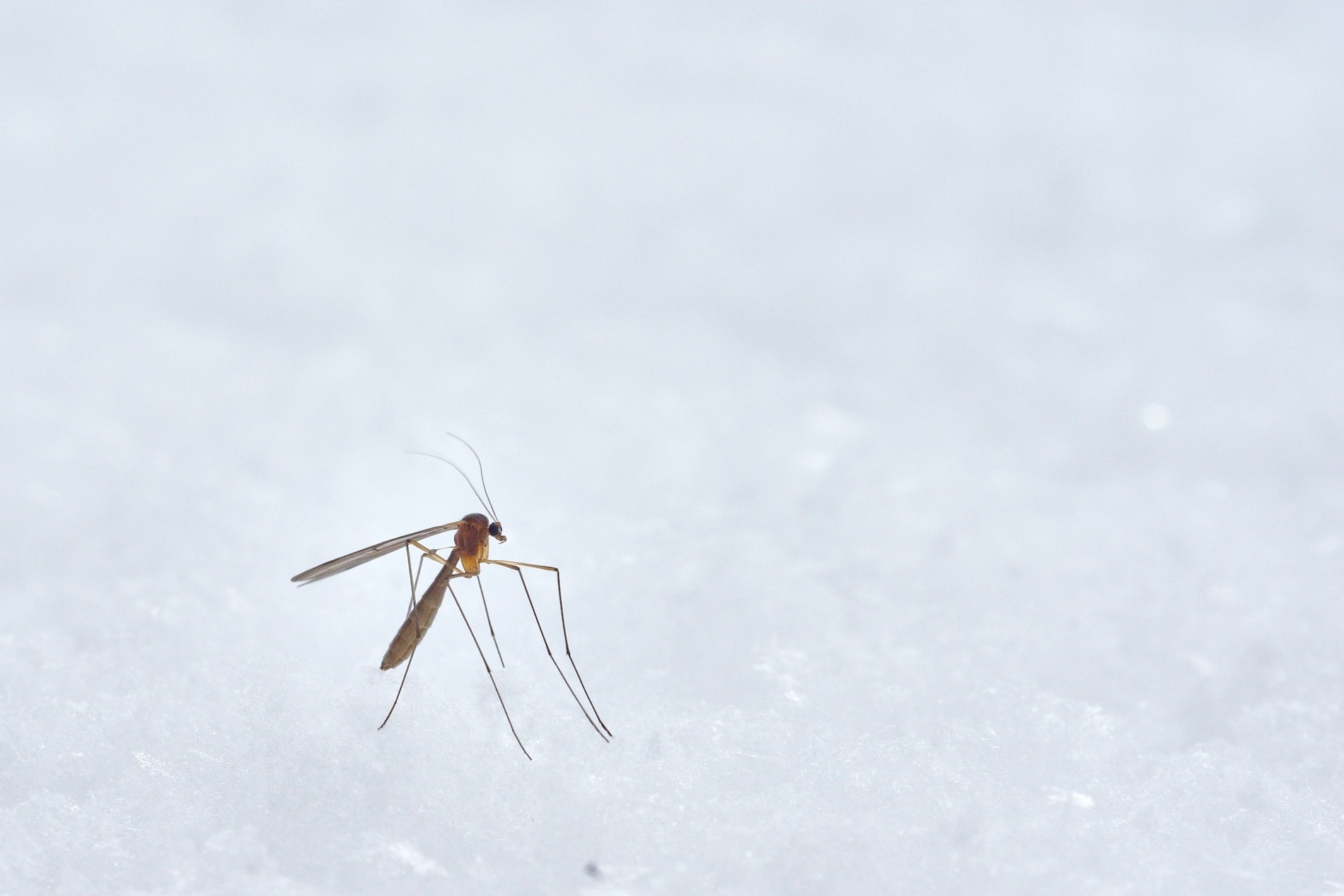 climate change mosquitoes