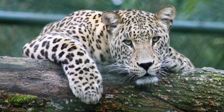 World Animal Day 2023: Great or Small, Love Them All