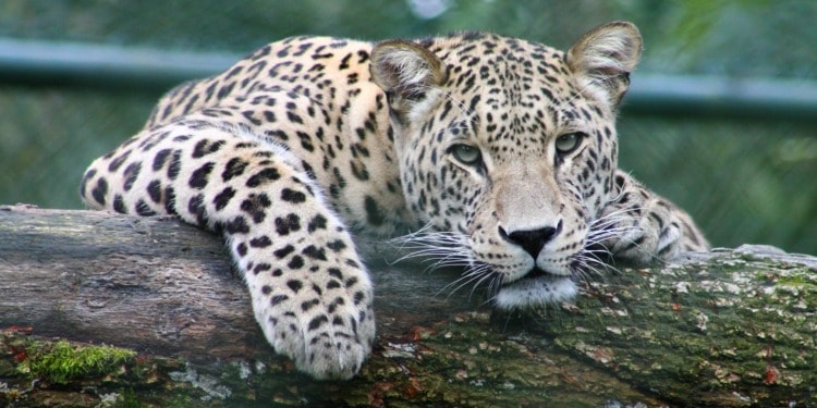 World Animal Day 2023: Great or Small, Love Them All