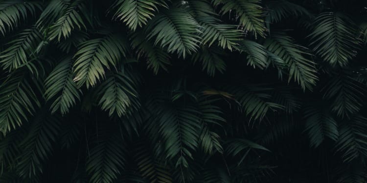 Nature Restoration Law