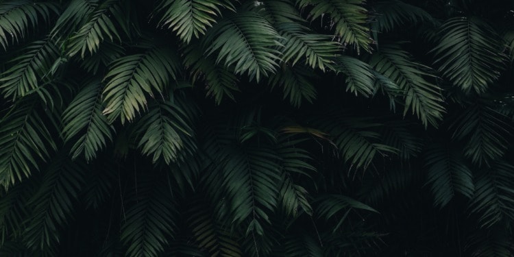 Nature Restoration Law