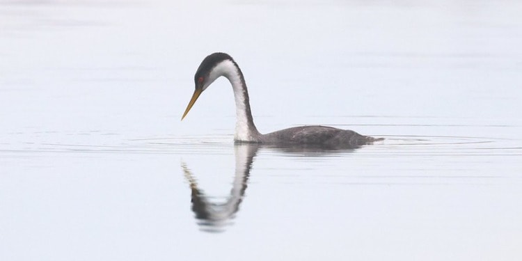 How Indigenous-Led Conservation Can Save The Planet