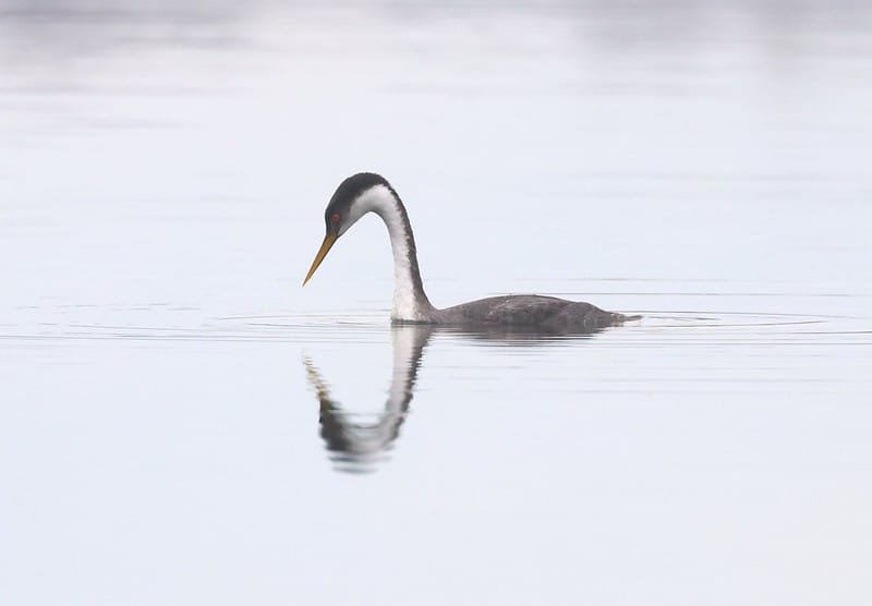 How Indigenous-Led Conservation Can Save The Planet