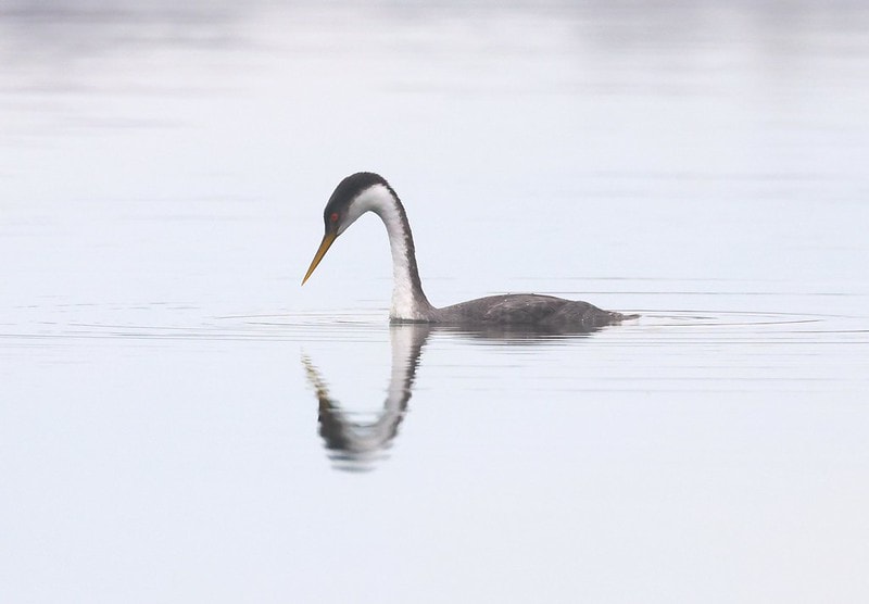 How Indigenous-Led Conservation Can Save The Planet