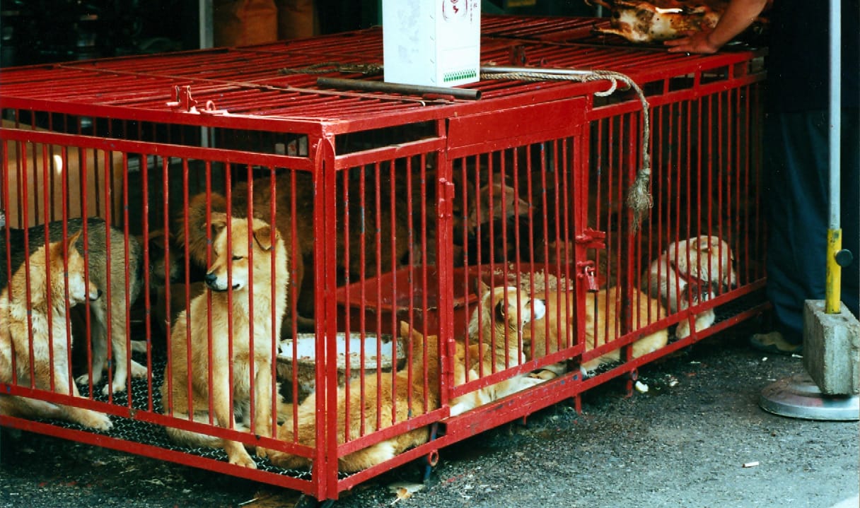 South Korea bans dog meat trade