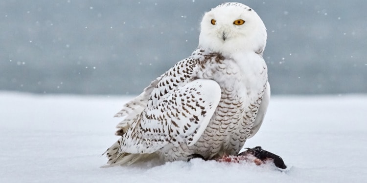 migratory species extinction