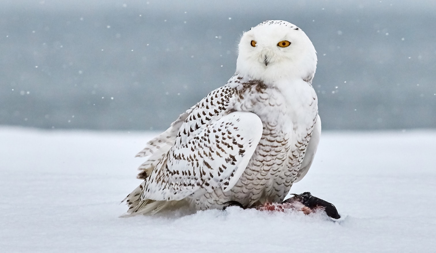 migratory species extinction