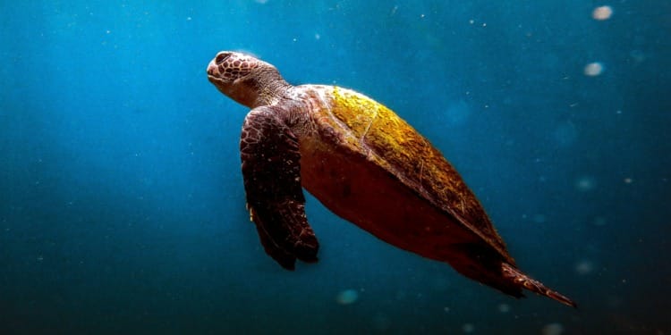 Environmental crime directive