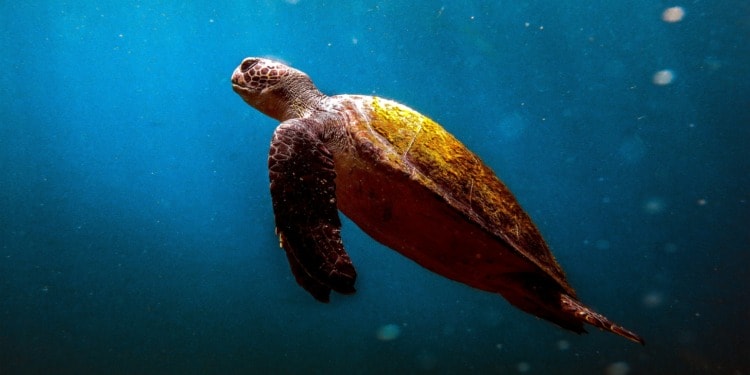 Environmental crime directive