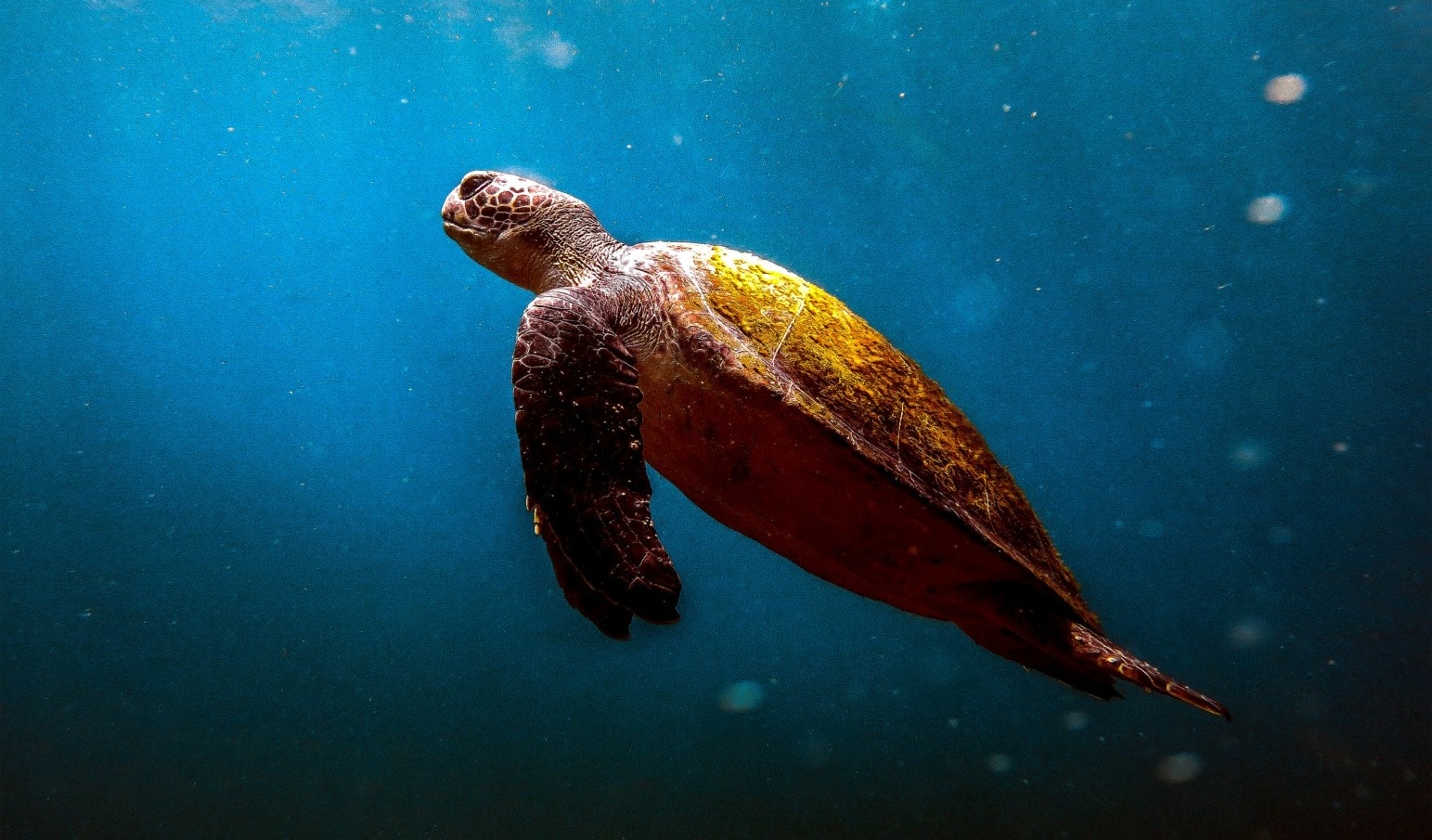 Environmental crime directive