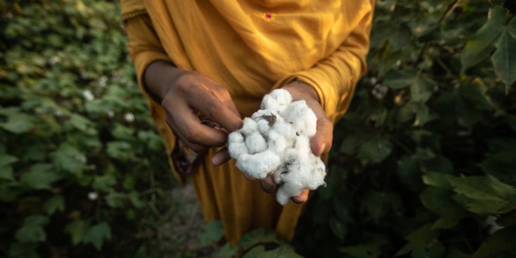 cotton women