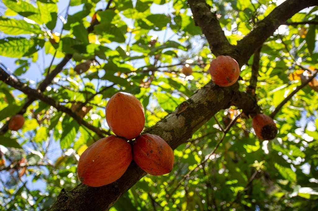 regenerative agriculture