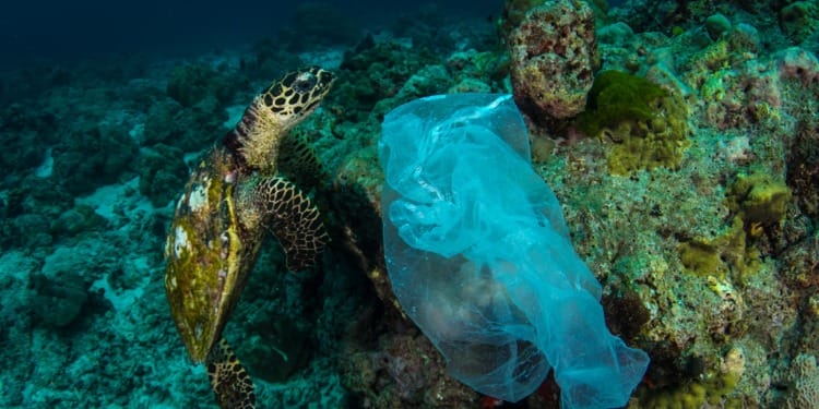 Pathway to a Plastic-Free Future: Mobilizing for Change at INC-4