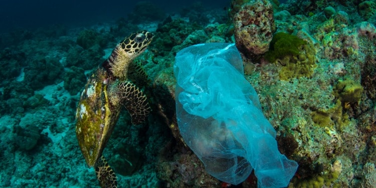 Pathway to a Plastic-Free Future: Mobilizing for Change at INC-4