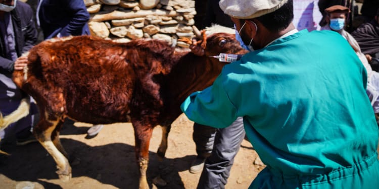 veterinarians pandemics