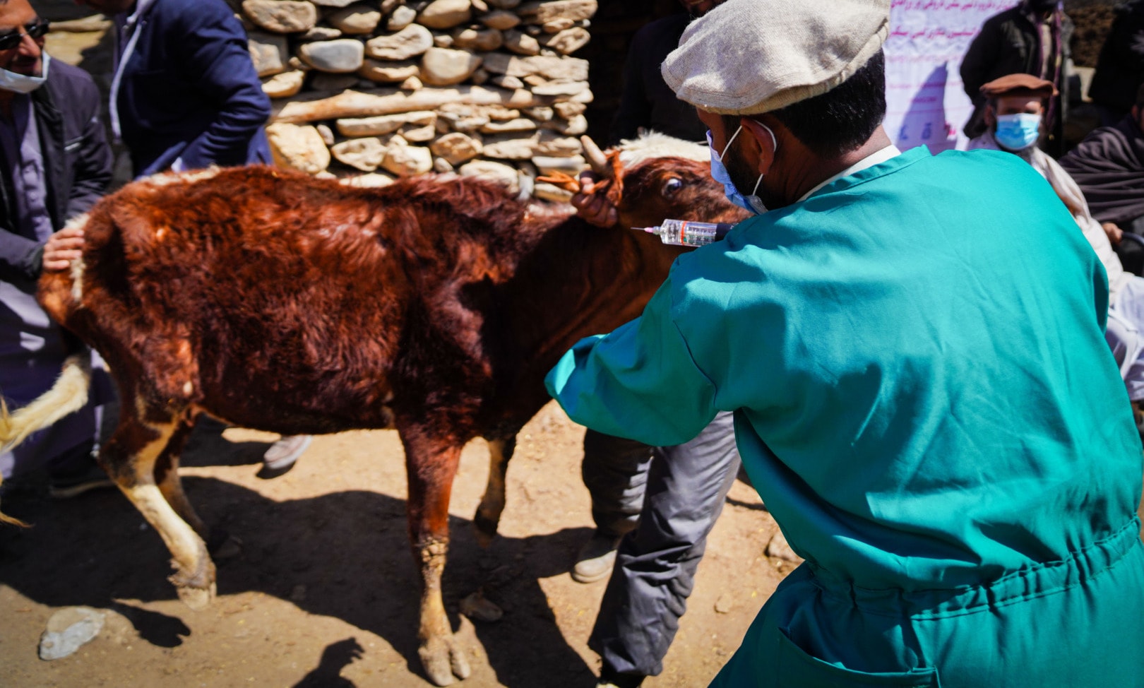 veterinarians pandemics