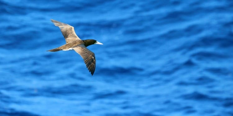 Caribbean Biodiversity Fund