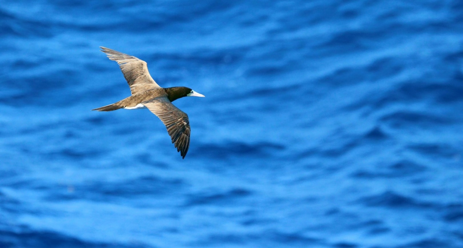 Caribbean Biodiversity Fund