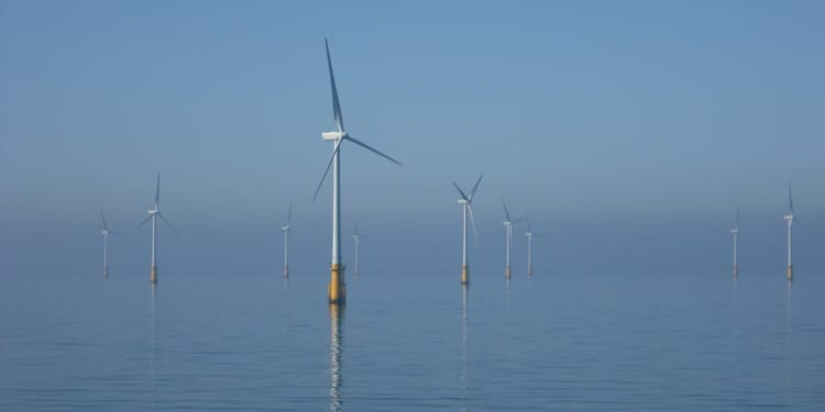 offshore wind wildlife