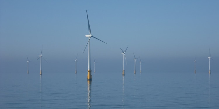 offshore wind wildlife