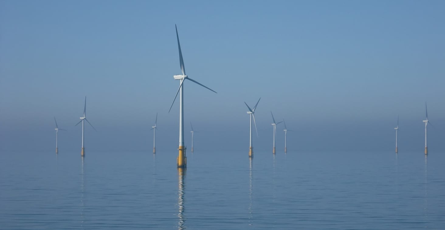 offshore wind wildlife
