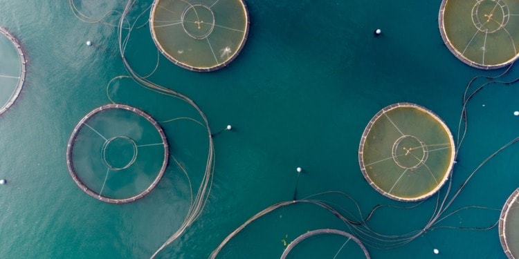 fish farming