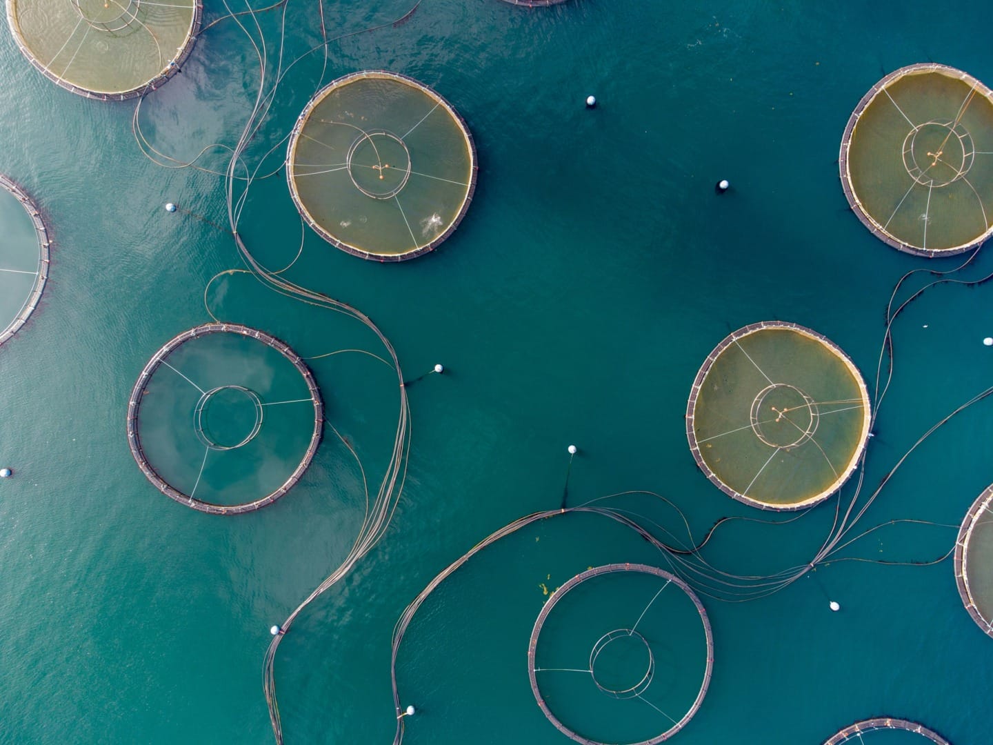 fish farming