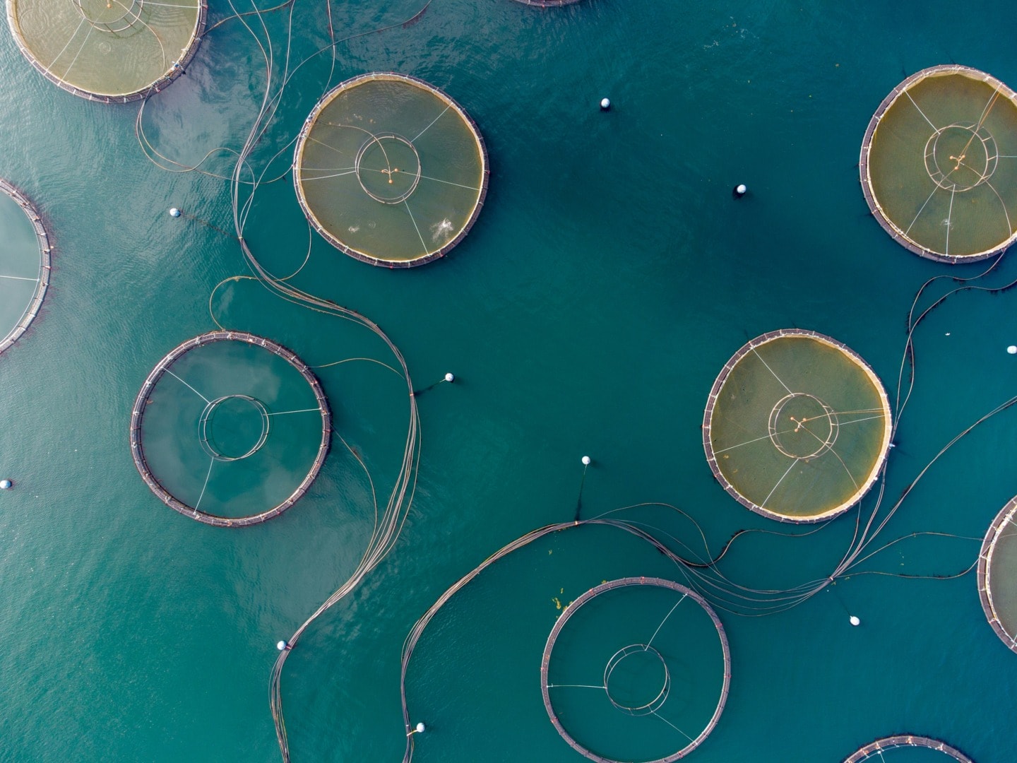 fish farming