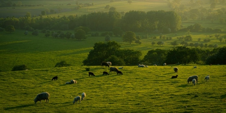 Regenerative Agriculture