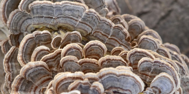 How Novobiom Plans to Navigate the Economic and Environmental Imperatives of Waste Management