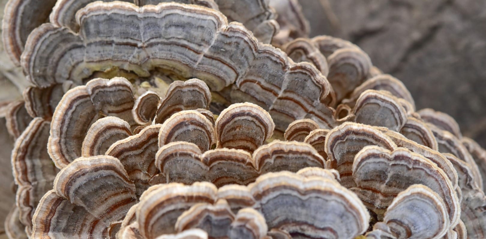 How Novobiom Plans to Navigate the Economic and Environmental Imperatives of Waste Management