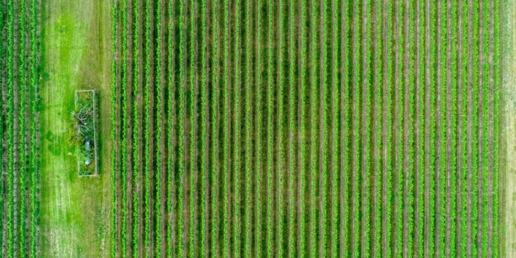 ESG news regarding Blockchain as potential ESG tool, Microsoft carbon removal deal, EY ESG survey, newest ESG study from Germany, global carbon markets