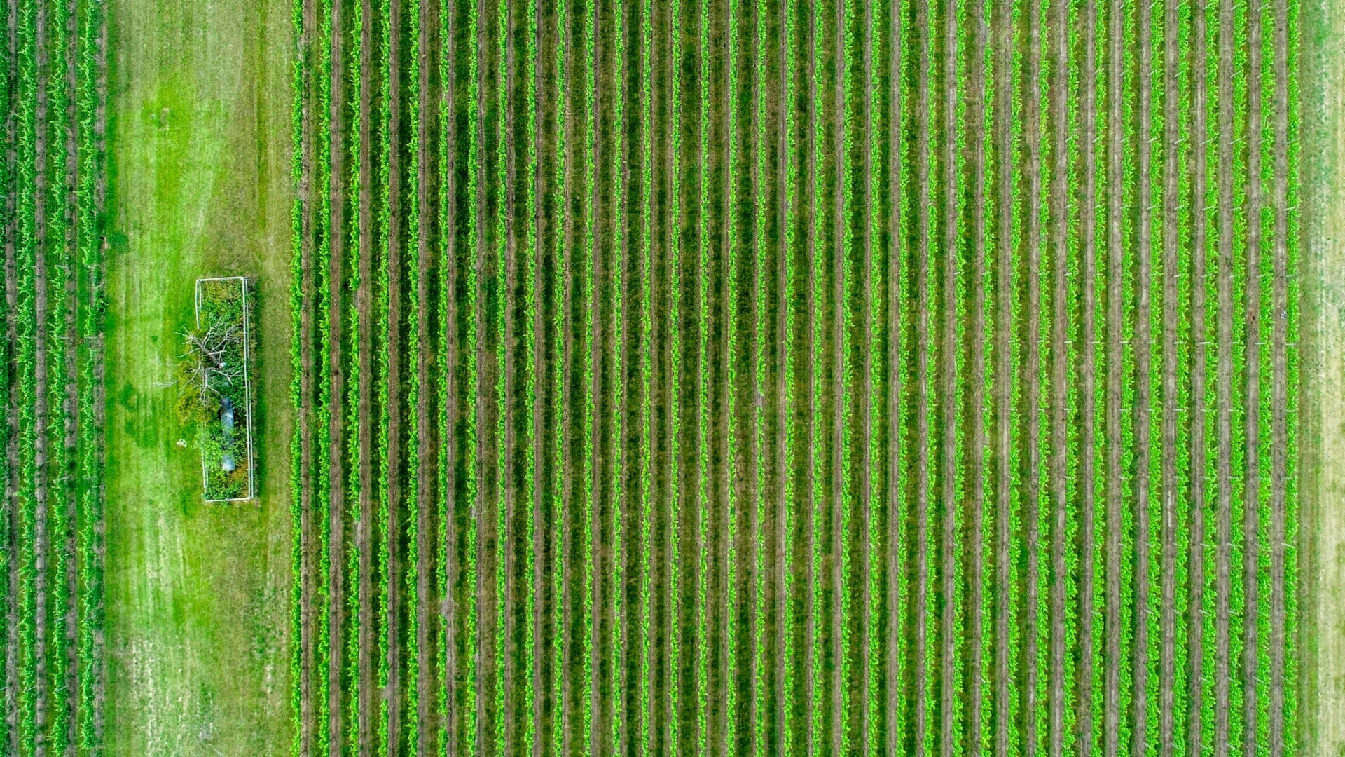 ESG news regarding Blockchain as potential ESG tool, Microsoft carbon removal deal, EY ESG survey, newest ESG study from Germany, global carbon markets