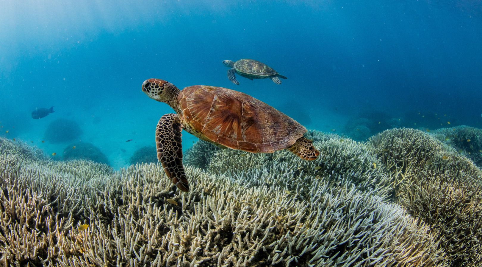 Wildlife populations