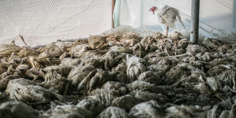 How Prepared Are We for the Next Pandemic?