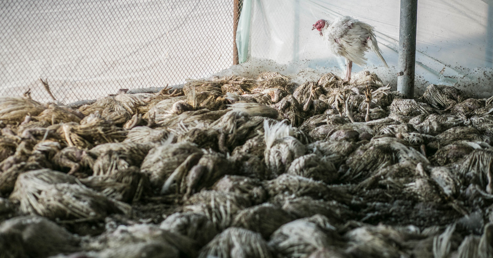 How Prepared Are We for the Next Pandemic?