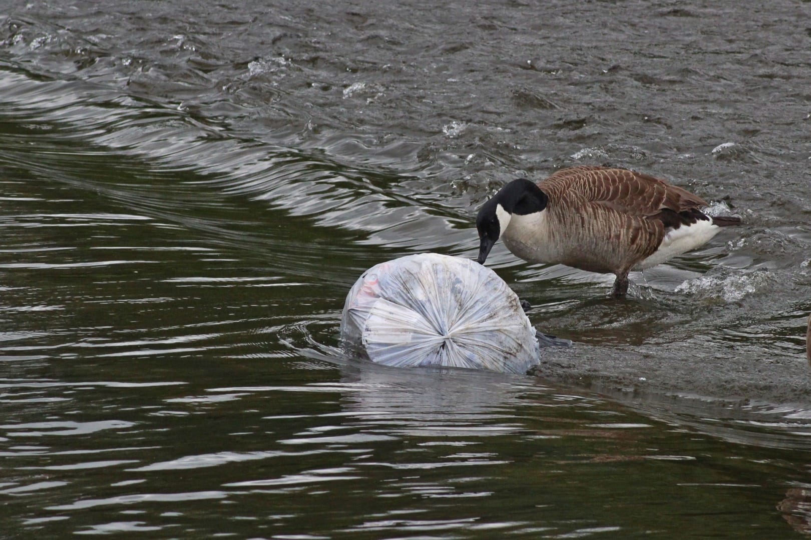 A bird pecks at a plastic bag in a polluted river, symbolizing the decline in water quality in Europe.