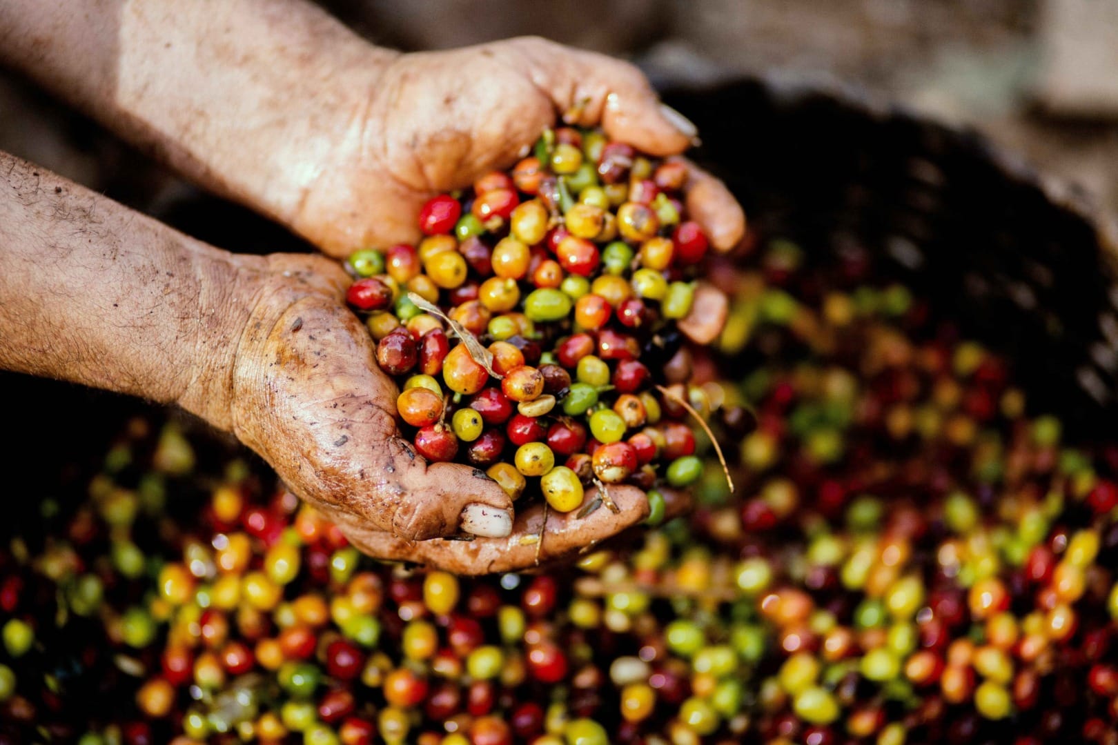 Starbucks expands innovation farms to address climate challenges in coffee production