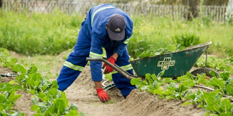 Farmers use stewardship to balance sustainable crops, land management, and financial health.
