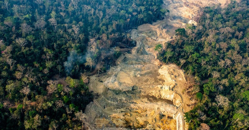 EU deforestation ban