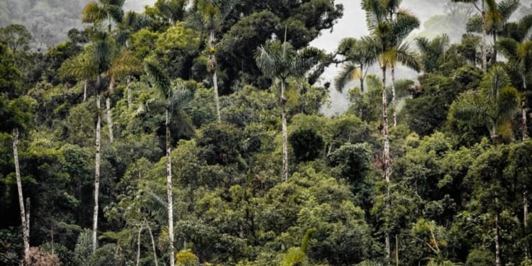 ESG news regarding Microsoft restoring Amazon rainforest, Germany pushes to delay CSRD, Amazon leads in renewable energy again, Indonesia launches carbon market