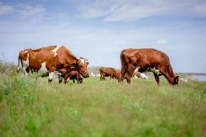 ESG News Regarding grass-fed beef lowing GHG emissions