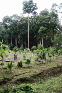 ESG News regarding reforestation beats agroforestry for carbon storage