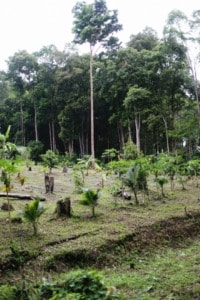 ESG News regarding reforestation beats agroforestry for carbon storage