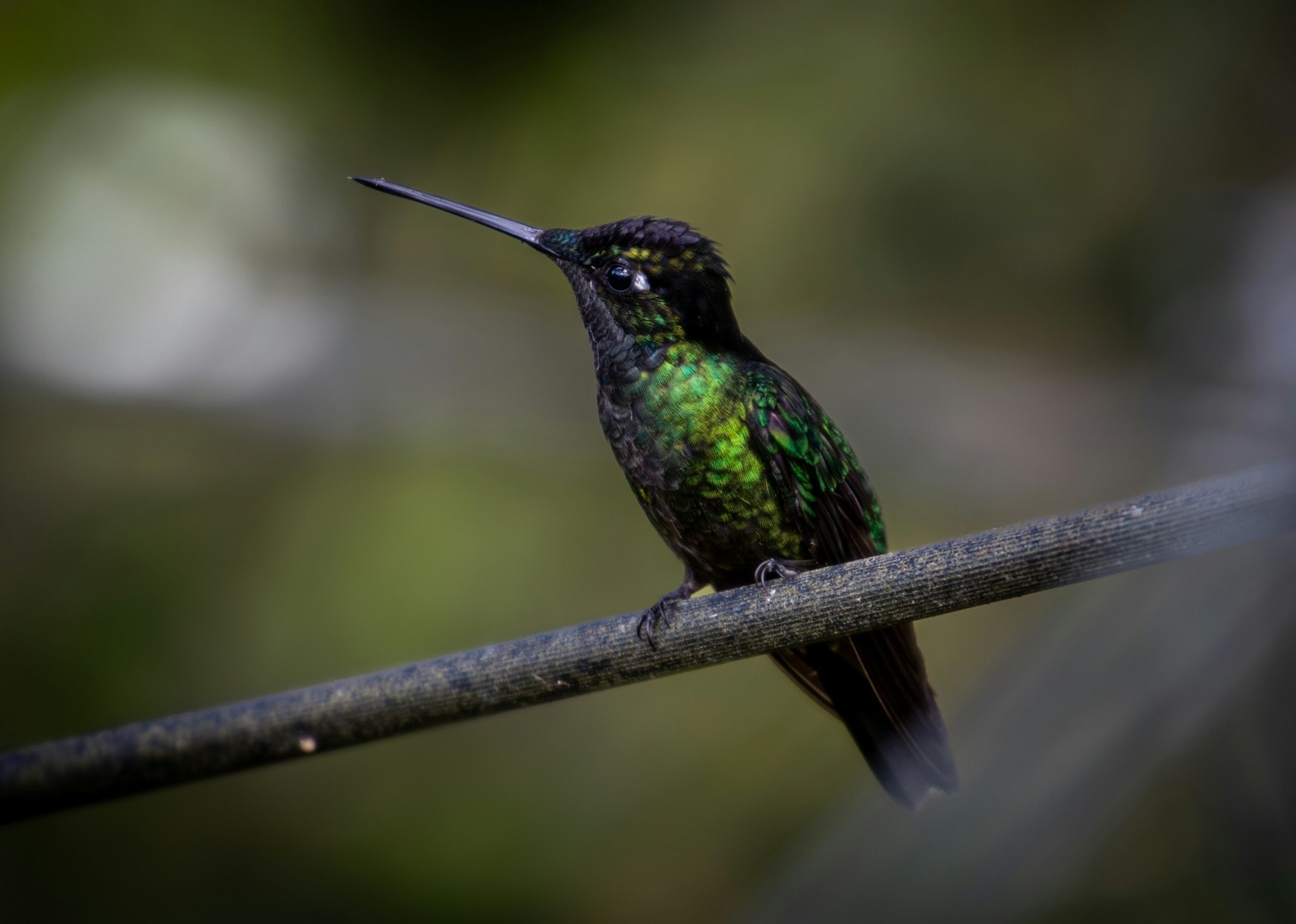 Biodiversity Credits