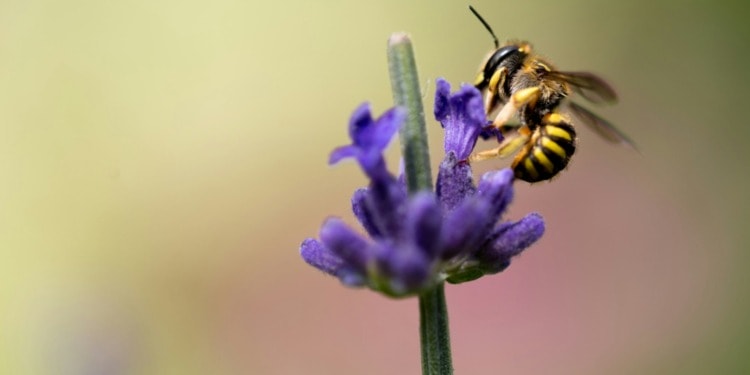 Biodiversity Credits