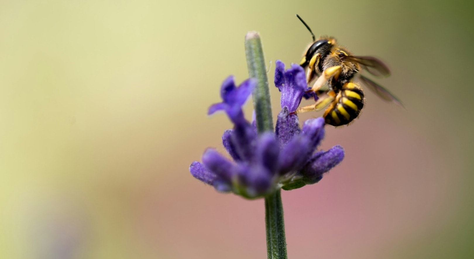 Biodiversity Credits